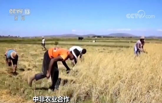 雜交水稻創(chuàng)紀錄 中國雜交水稻在非洲取得巨大成功