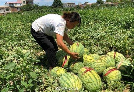 2000個(gè)西瓜被砍爛 給兒交學(xué)費(fèi)給老人看病的錢全沒(méi)了